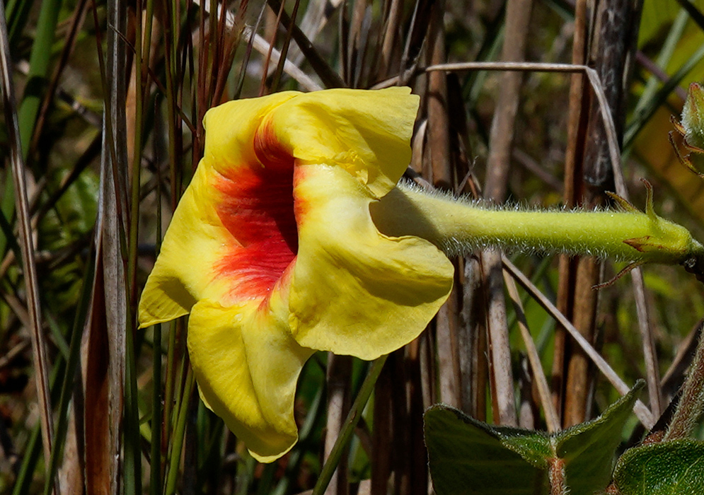 Mandevilla hirsuta flower with soft yellow petals and a deep red center, captured front-facing with fine detail and surrounding foliage